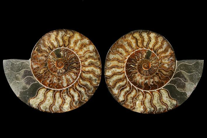 Agatized Ammonite Fossil - Madagascar #122409